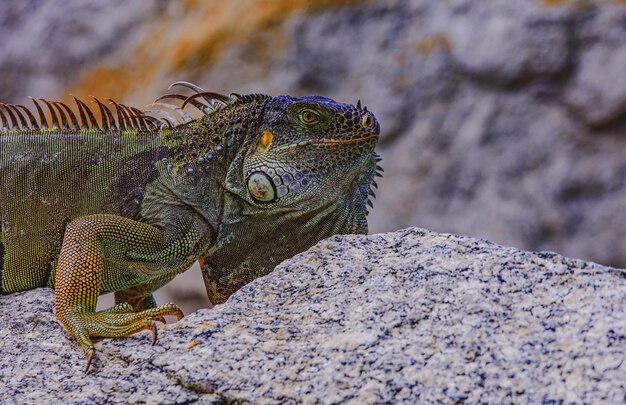 Iguana green iguana lizard close up head of iguana dragon