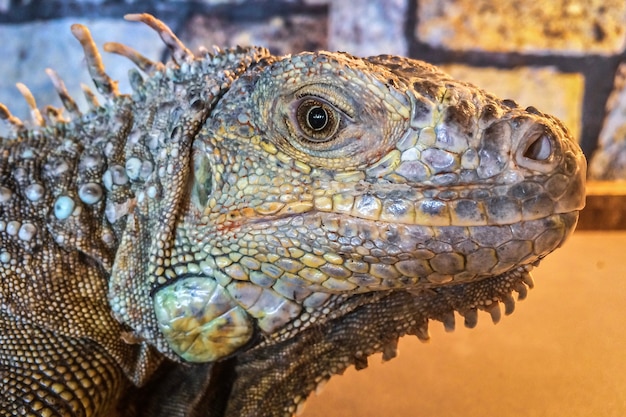 iguana head close up