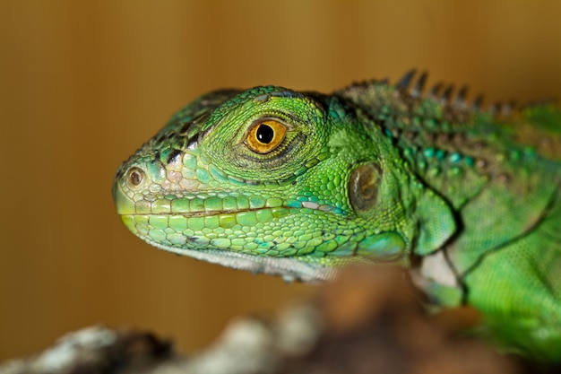 Iguana head