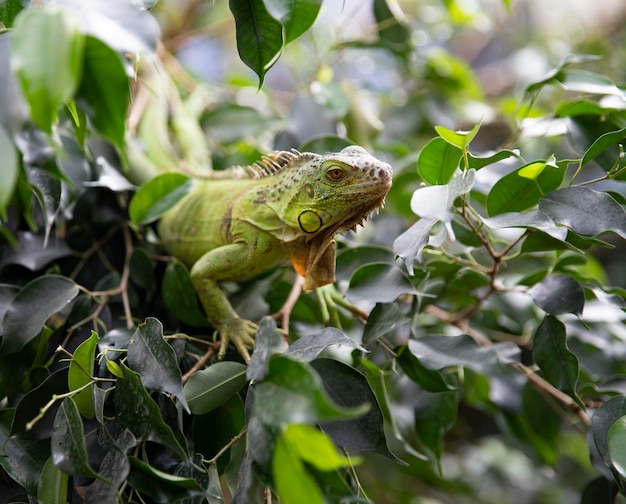 Iguana hides on a tree among green leaves Reptile Portrait of a lizard Macro