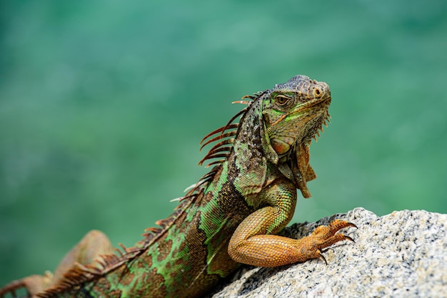 Iguana iguana also known as the american iguana a closeup of a green iguana