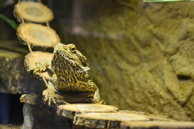 Iguana is a lizard reptile in the iguana family. close up in cage and see iguana scale. Iguana