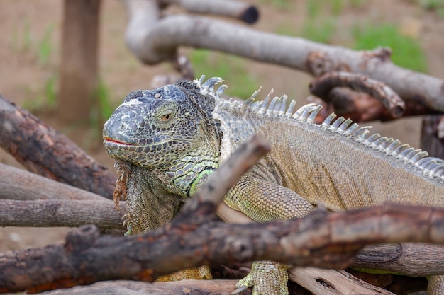 iguana laying on wood