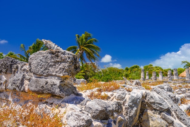 Iguana lizard in ancient ruins of Maya in El Rey Archaeological Zone near Cancun Yukatan Mexico