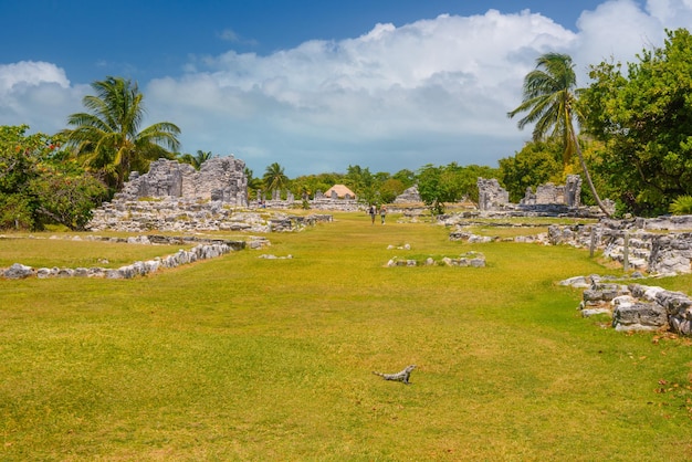 Iguana lizard in ancient ruins of Maya in El Rey Archaeological Zone near Cancun Yukatan Mexico