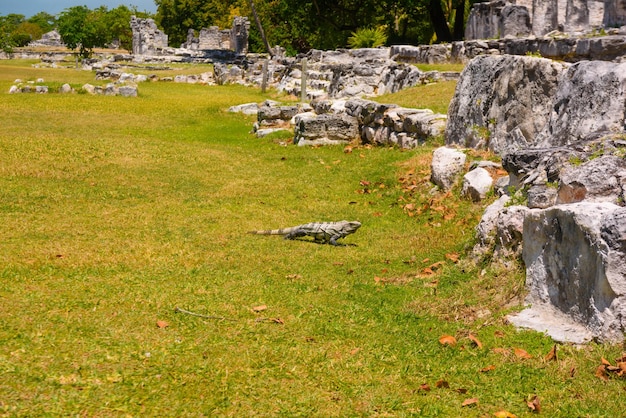 Iguana lizard in ancient ruins of Maya in El Rey Archaeological Zone near Cancun Yukatan Mexico