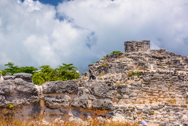 Iguana lizard in ancient ruins of Maya in El Rey Archaeological Zone near Cancun Yukatan Mexico