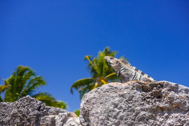 Iguana lizard in ancient ruins of Maya in El Rey Archaeological Zone near Cancun Yukatan Mexico