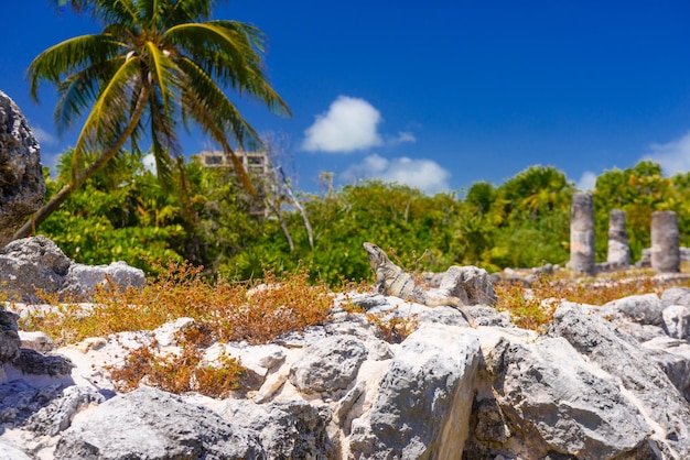 Iguana lizard in ancient ruins of Maya in El Rey Archaeological Zone near Cancun Yukatan Mexico