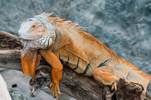 Iguana lizard sits on a branch