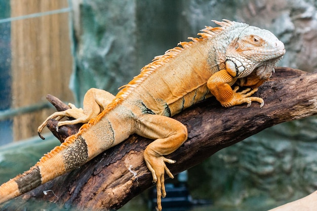 Iguana lizard sits on a branch