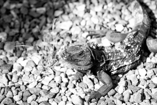 Iguana lizard sitting on grey stones in Honduras