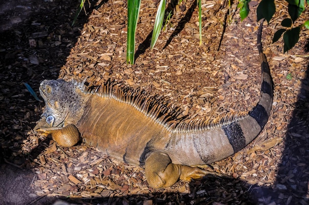 Iguana in Loro Parque Tenerife Canary Islands