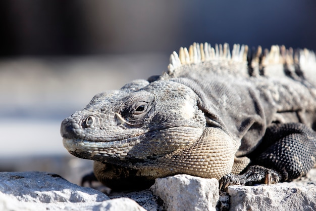 Iguana portrait on the rock under the sun