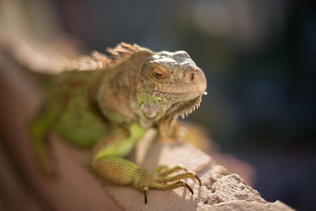 iguana posing at the sun and relaxing