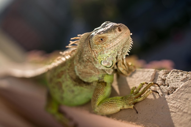 iguana posing at the sun and relaxing