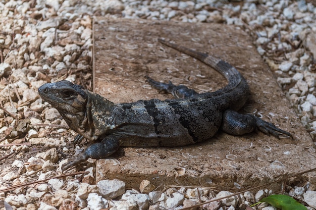 Iguana on rocks and gravel. Iguana in the Riviera Maya resort. Cold-blooded reptile basking in the sun on the Mayan Riviera