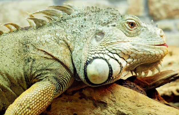 Iguana shot at close up range