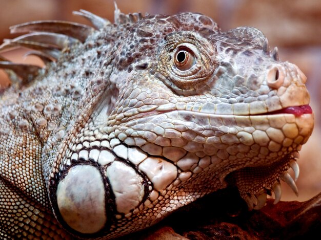 Iguana shot at close up range