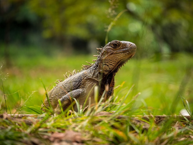 Iguana Staring in the Grass