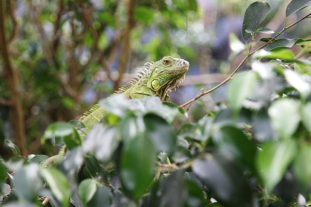 Iguana on a tree Large herbivorous lizard of the iguana family