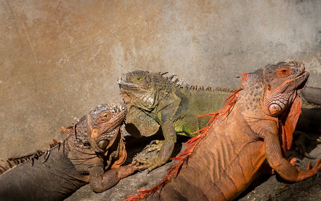 Iguana in the zoo