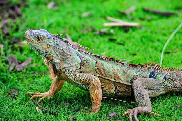 Iguanas warming in the sun on volcanic rocks