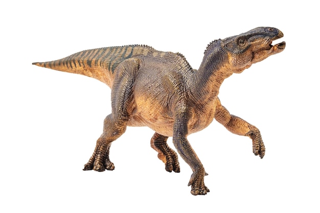 Iguanodon Dinosaur on white background