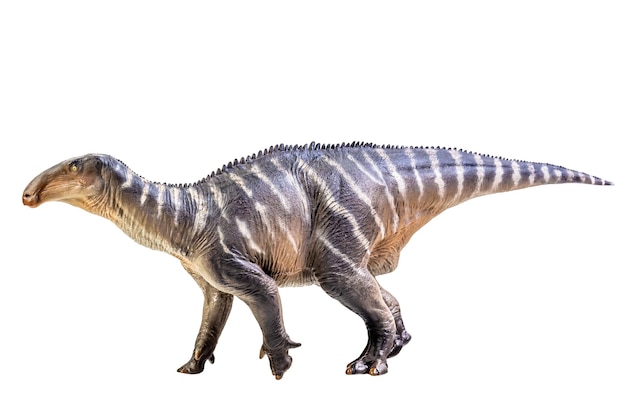 Iguanodon Dinosaur on white isolate background Clipping path