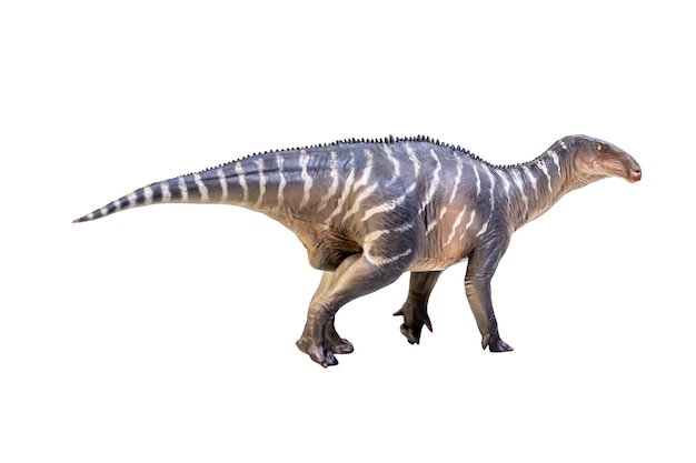 Iguanodon Dinosaur on white isolate background Clipping path