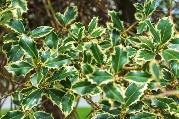 Ilex aquifolium Argentea Marginata Selective focus Closeup Park Krasnodar or Galitsky Park