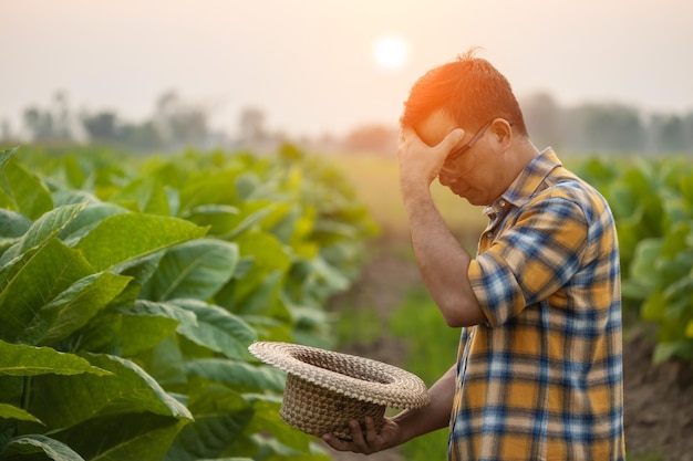 Illness Fail unsuccessful or very tired farmer concept Asian farmer is working in the field of tobacco tree standing and touching on head because feeling quite bad sick and headache