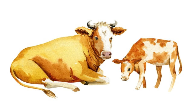 Illustration of a cow with a calf watercolor sketch of a cow and a calf brown with white spots farm