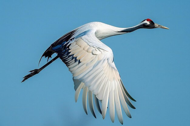 Illustration of crane flying in the blue sky high quality high resolution