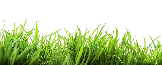 Illustration of green grass isolated on white background Generative AI