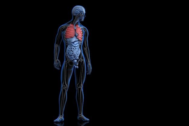 Illustration of human anatomy with highlighted lungs