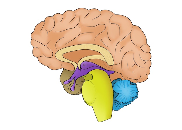 Illustration of human brain on white background