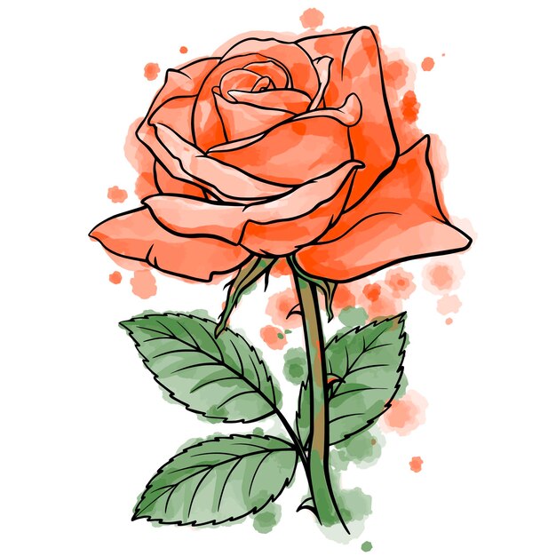 Illustration of line art rose flower on watercolor background