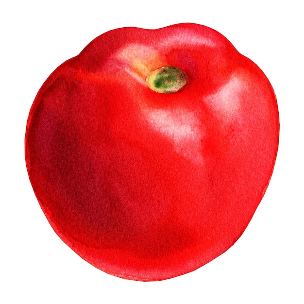 Illustration of tomat watercolour red ripe tomato fresh vegetable hand drawn