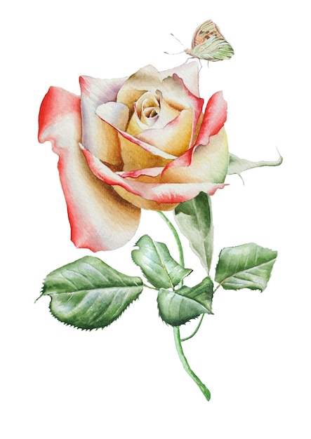 Illustration with watercolor rose. Hand drawn.