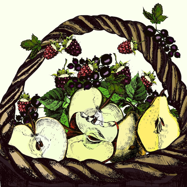 Illustrations basket with fresh fruit