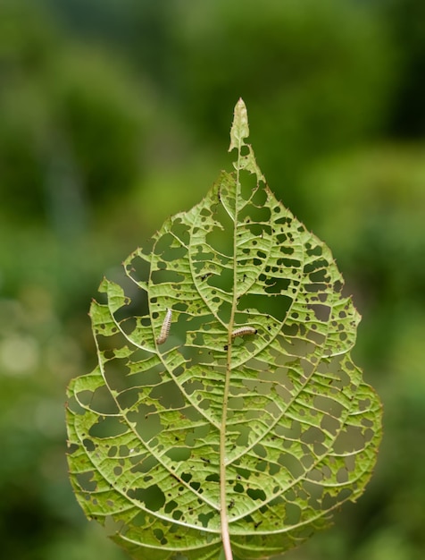 Image of an actinidia leaf with holes eaten by caterpillars two caterpillars eat the leaf