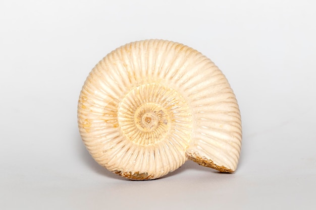 Image of ammonite on a white background Fossil Sea shells