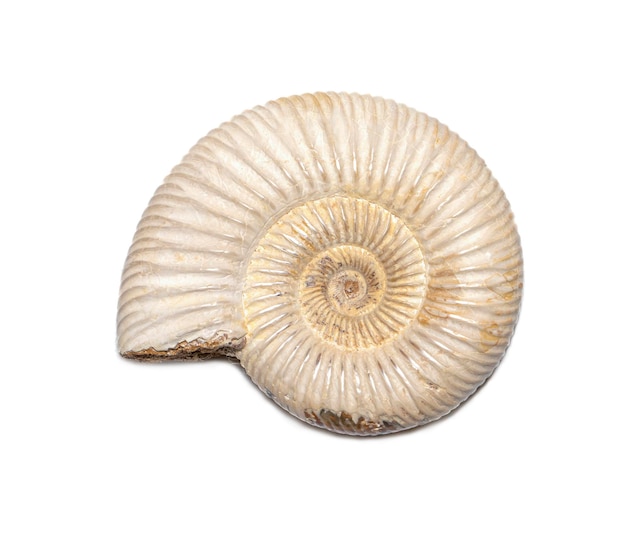 Image of ammonite on a white background Fossil Sea shells