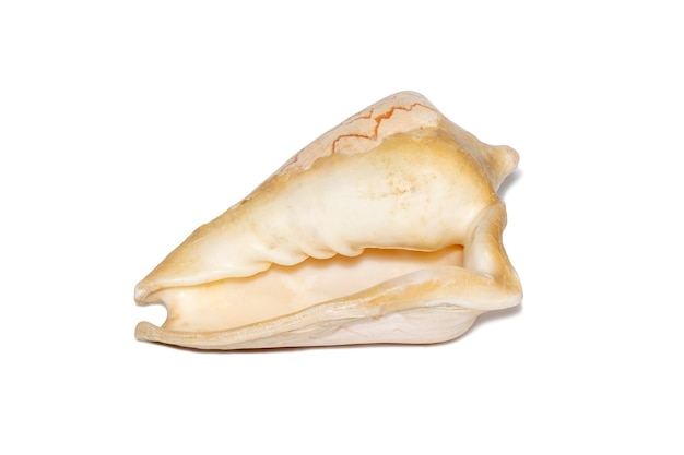 Image of andaman seashell cymbiola nobilis on a white background Undersea Animals Sea shells