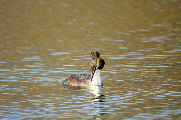 Image of an animal wild bird Podiceps cristatus floating on water