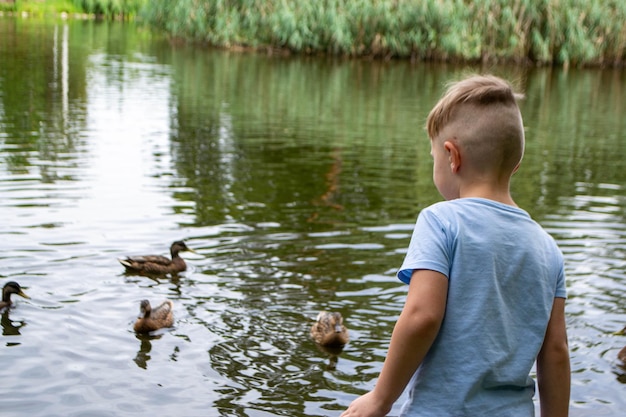 Image of an animal a wild drake and a duck sail on a pond. High quality photo