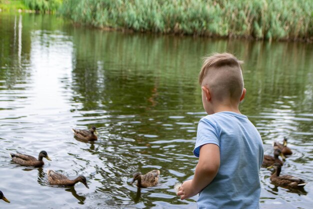 Image of an animal a wild drake and a duck sail on a pond. High quality photo