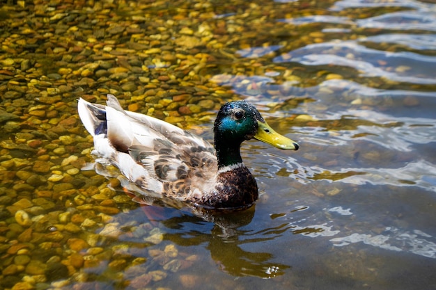 Image of an animal a wild drake and a duck sail on a pond