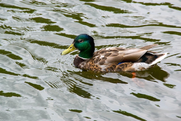 Photo image of an animal a wild drake and a duck sail on a pond